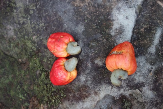 UNADJUSTEDNONRAW_thumb_3152